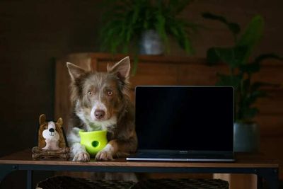 Impact Of Your Screen Addiction On Your Pet