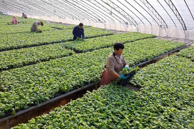 South Korea apologises for Cambodian worker’s death in freezing greenhouse dorm