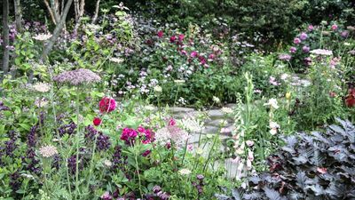 Get Ahead by Sowing These 7 Flower Seeds in February – You’ll Love the Early Displays of Stunning Blooms