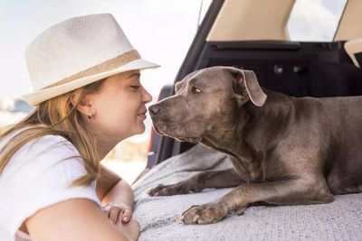 The Morning Habit You Think Is Harmless but Is Slowly Harming Your Dog