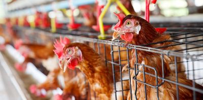 Animals might be sentient in the law’s eyes, but how they’re treated still varies hugely