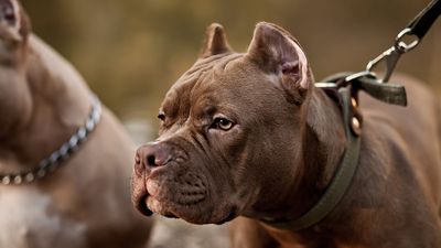 Internet loses it as two massive pit bulls were left frozen in terror for 10 minutes after a chilling object flew into their yard