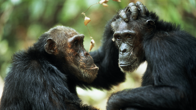 'Part of the evolutionary fabric of our societies': Same-sex sexual behavior in primates may be a survival strategy, study finds