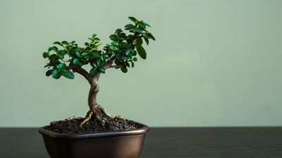 Where to Place a Bonsai Tree to Bring Balance and Abundance to Your Home, According to Feng Shui Experts