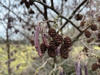 Country diary: Purple catkins light the way towards spring