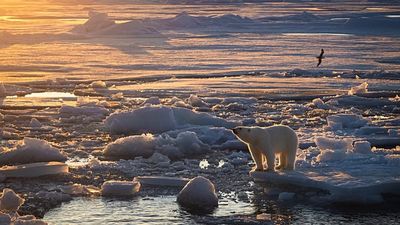 Polar bears are using ice loss to their advantage. But scientists warn it won’t last for long