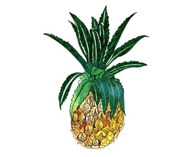 Can you eat pineapple leaves and how do our taste buds work? The kids’ quiz