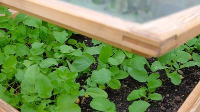 Plant These Vegetables in February Under a Cold Frame or Cloche to Enjoy Some of the Earliest Homegrown Harvests This Season