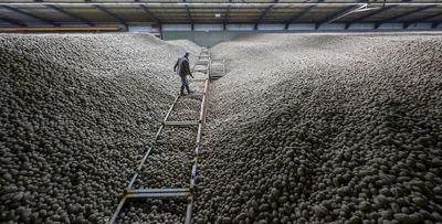 Record harvest sparks mass giveaway of free potatoes across Berlin