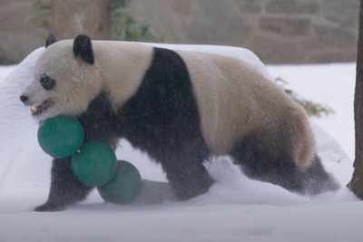 Watch: Giant pandas tumble and play as winter storm blankets Washington DC in snow