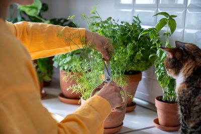 Is Growing Herbs at Home Still a Money Saver?