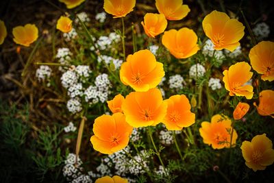 6 Flowers That Self-Seed and Return Without Effort