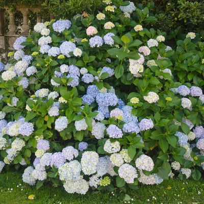 Gardeners are being warned against making this 1 hydrangea mistake in winter – it will cost you your summer blooms
