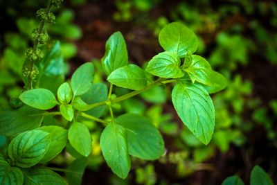 8 Seeds That Germinate Reliably Without Special Equipment