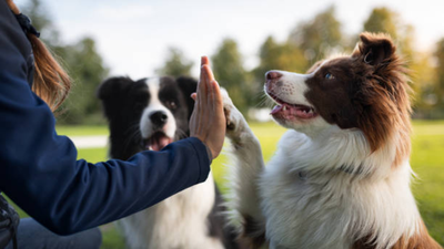 Common Dog Training Myths That Do More Harm Than Good