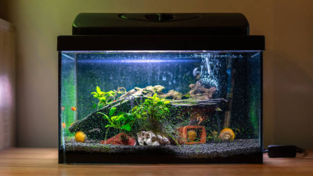 How To Set Up A Fish Tank The Right Way