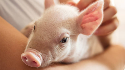 Unusual Pets Around the World and How They Live