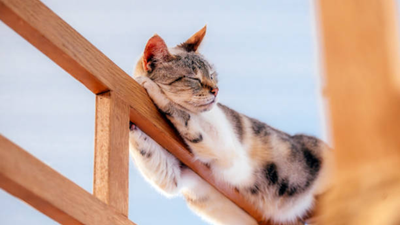 Weird But Adorable Behaviors Explained: Why Pets Do The Things They Do