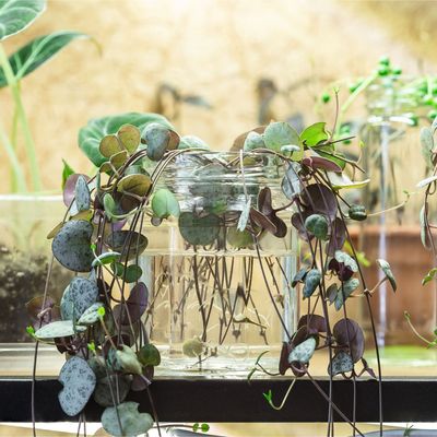 How to propagate string of hearts for free trailing houseplants – the 2 best methods that any beginner can master