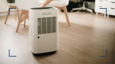 Does a dehumidifier help with mould? Appliance experts share honest answers