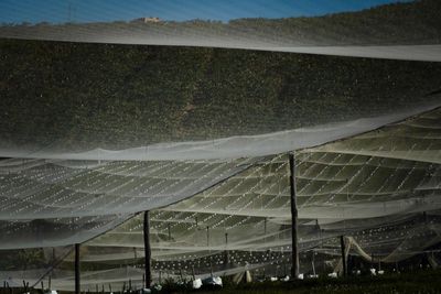 NSW Greens to move bill to let councils better regulate berry industry as it continues rapid expansion