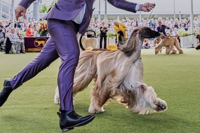 Dog Show 101: What to know about the 150th Westminster show