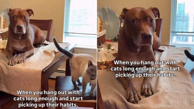 Dog starts behaving like a cat after living together for a long time; video goes viral