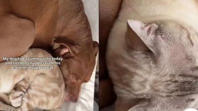 Pet cat becomes a dog’s comfort during a tough time; see video