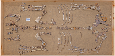 Epiaceratherium itjilik: The rhino that lived in the Arctic