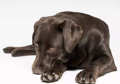 Is Your Dog Depressed? Here Are 5 Signs You Shouldn’t Ignore