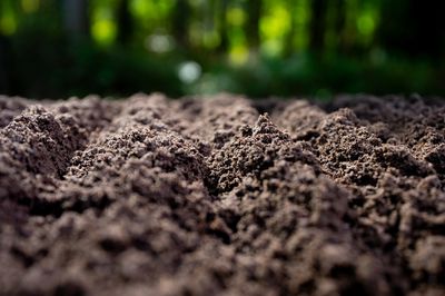 Gardeners in the Carolinas Warned: Soil Mix Is Testing Positive for Lead