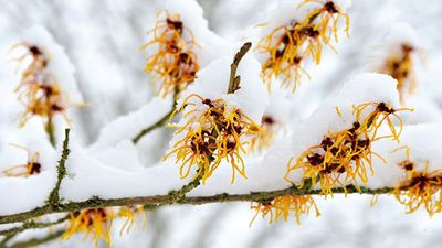 7 Winter-Blooming Plants Thriving at the New York Botanical Garden in February – and You Can Grow Them in Your Backyard, Too
