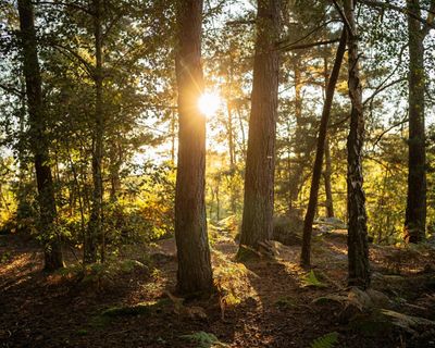 The Guardian view on risks from biodiversity collapse: warnings must be heeded before it’s too late