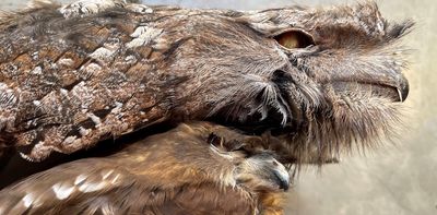 Household rat poisons found to be ‘unacceptable risk’ to native animals. So why aren’t they banned?