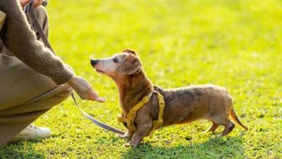 How to train dogs around kids and guests