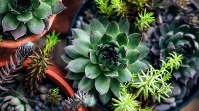 If Your Succulents Are Changing Color, Don’t Ignore It – Houseplant Experts Warn It’s an Early Sign of Stress and Requires Immediate Action