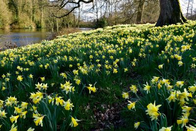 Brilliant daffodil gardens to visit in spring
