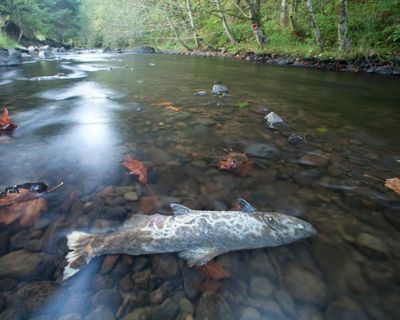 Is tyre pollution causing mass deaths in vulnerable salmon populations?