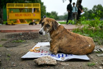 Carcasses of dozens of stray dogs found in Indian village spark fear of ‘massacre’