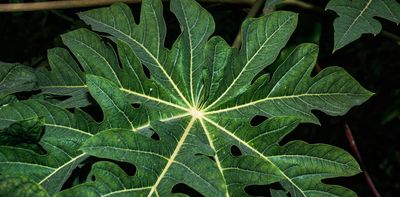 Medicinal plants support men’s health in South Africa: why this knowledge needs safekeeping