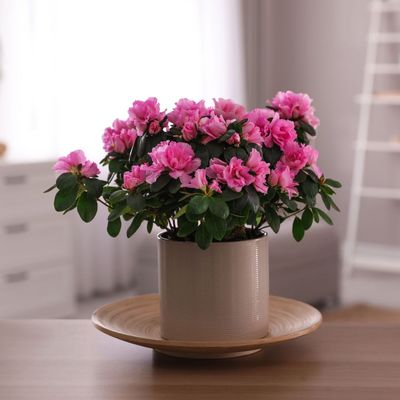 5 pink houseplants that will brighten your home – instantly add colour and joy to your space