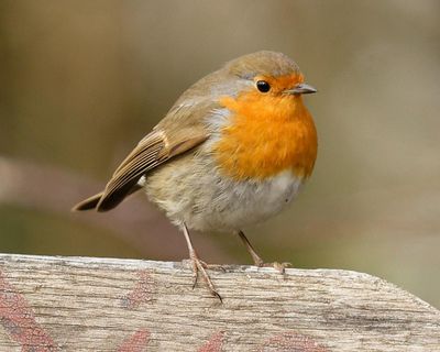 A robin comforted me at my parents’ grave
