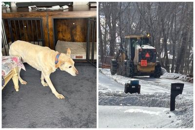 Elderly dog miraculously survives after he slipped off an icy cliff in Virginia, officials say