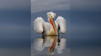 "I captured this image while leaning over the side of a boat" – Dalmatian Pelican photo wins top bird photography award