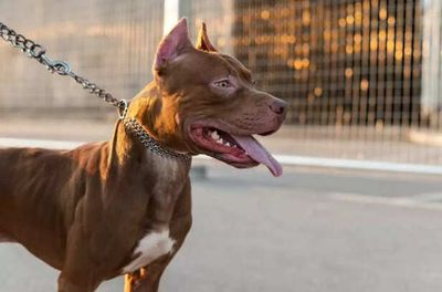 Pet Ownership Rules In Indian Cities