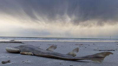 Grim outlook for marine recovery as algal bloom recedes