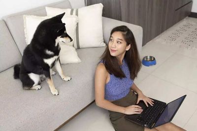 Pet Cameras & GPS: Smart Safety or Stress Trigger?