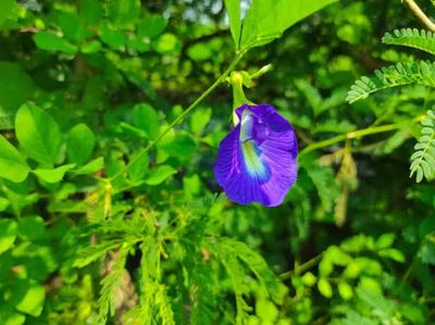 Shankhpushpi for Hair Fall? The Truth Might Shock You