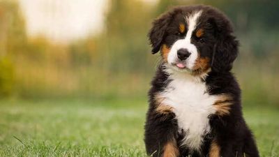 Do dogs like music? Experts reveal how songs can affect their mood