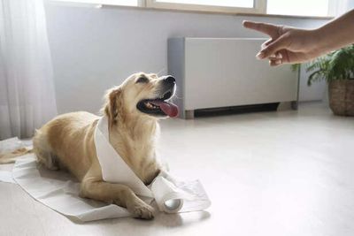 Vomiting or Diarrhea in Pets When to Rush to the Vet